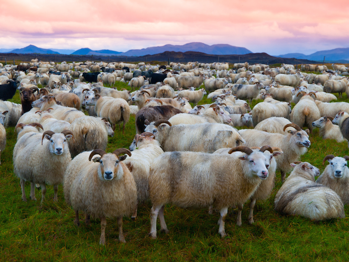 Sheep Spirit Animal | Meaning