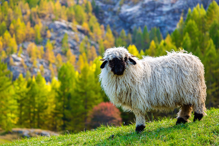 Sheep Spirit Animal | Meaning