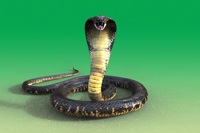 Snake Facts - Spirit Animal Info
