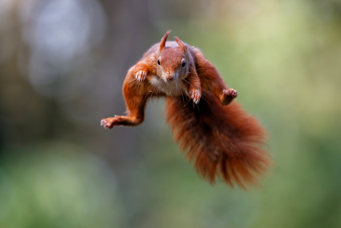 Squirrel Symbolism & Spiritual Meaning - Spirit Animal Info