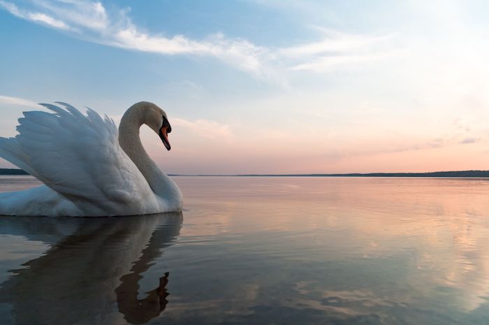 Swan Spirit Animal
