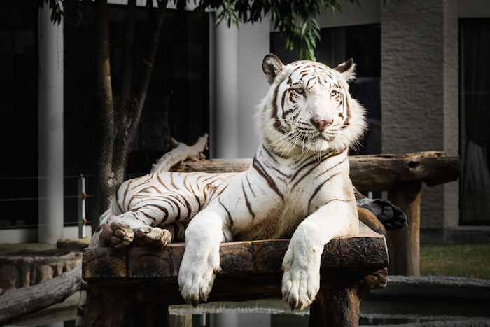 Tiger Spirit Animal | Totem Meaning