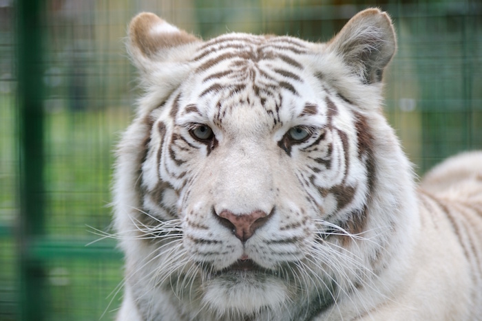 Tiger Facts - Spirit Animal Info