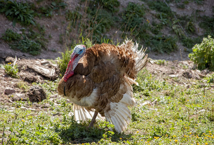Turkey Spirit Animal