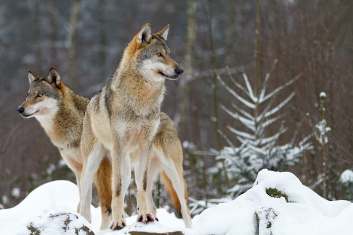 Wolf Spirit Animal | Totem Meaning