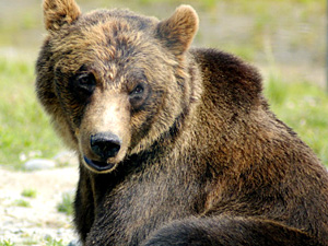 Bear Spirit Animal | Meaning