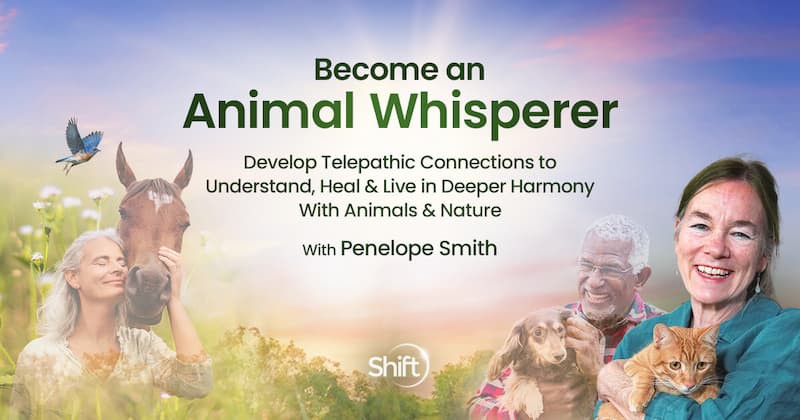 become an amial whisperer course