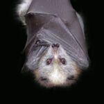 Bat Spirit Animal