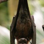 Bat Spirit Animal