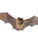 Bat Spirit Animal