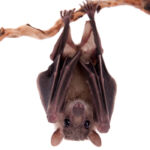 Bat Spirit Animal