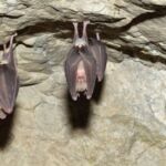 Bat Spirit Animal