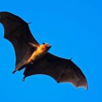 Bat Spirit Animal