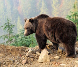 Bear Spirit Animal