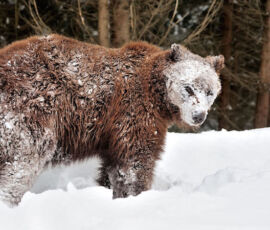 Bear Spirit Animal