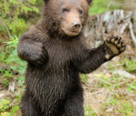Bear Spirit Animal