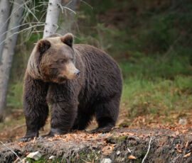 Bear Spirit Animal
