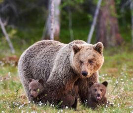 Bear Spirit Animal