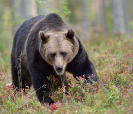 Bear Spirit Animal