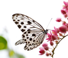 Butterfly Spirit Animal