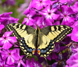 Butterfly Spirit Animal