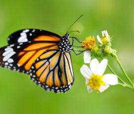 Butterfly Spirit Animal