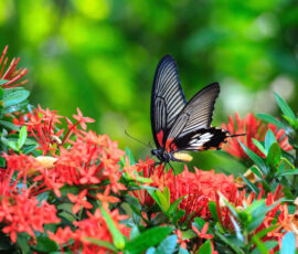 Butterfly Spirit Animal