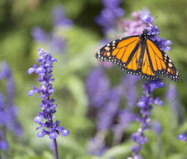 Butterfly Spirit Animal