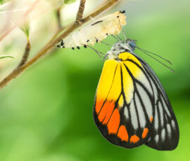 Butterfly Spirit Animal