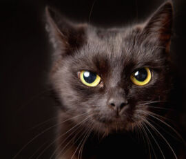 Cat Spirit Animal