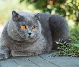 Cat Spirit Animal