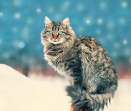 Cat Spirit Animal