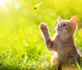 Cat Spirit Animal