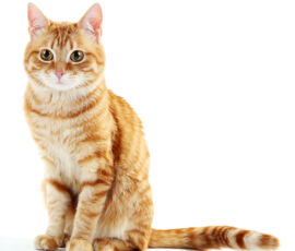 Cat Spirit Animal