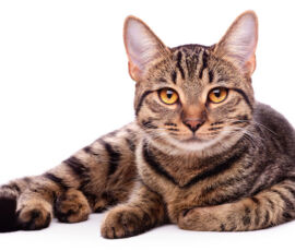 Cat Spirit Animal