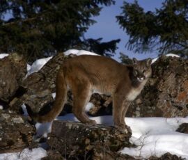 Cougar Spirit Animal