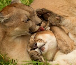 Cougar Spirit Animal
