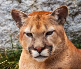 Cougar Spirit Animal