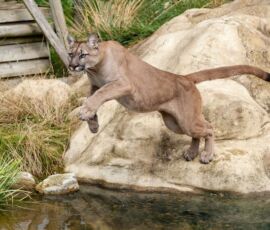 Cougar Spirit Animal