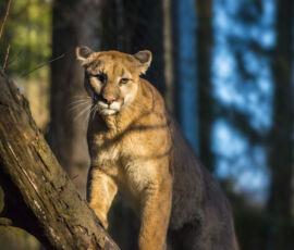 Cougar Spirit Animal