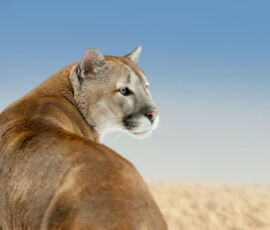 Cougar Spirit Animal