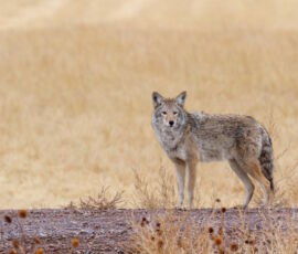 Coyote Spirit Animal
