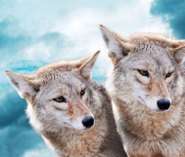 Coyote Spirit Animal
