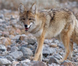 Coyote Spirit Animal