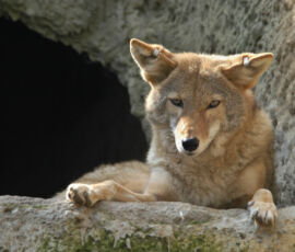 Coyote Spirit Animal