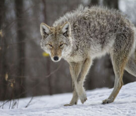 Coyote Spirit Animal