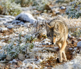 Coyote Spirit Animal