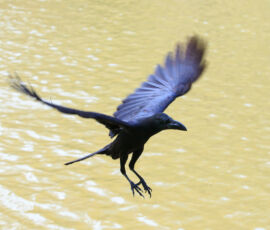 Crow Spirit Animal