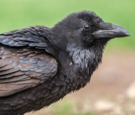 Crow Spirit Animal