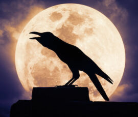 Crow Spirit Animal